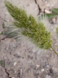 annual beard-grass